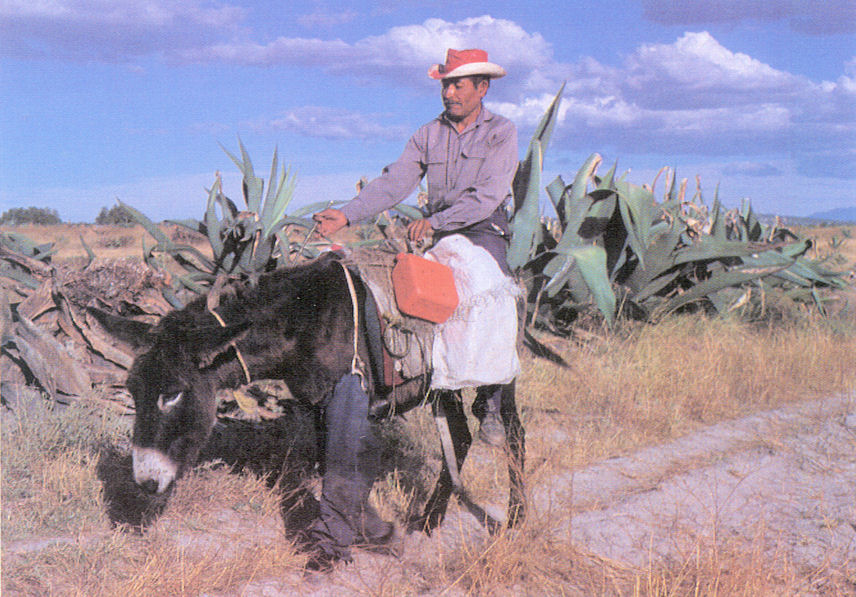 Collecting agave sap for pulque