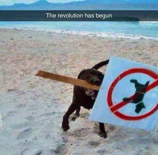 The revolution has begun...