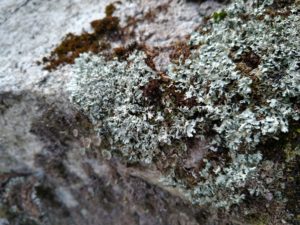 Lichen and moss on a limestone garden rock