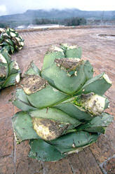 Mezcal agave after harvesting