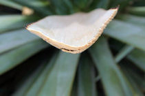 Cut agave leaf