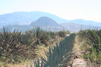 Agave field with weeds