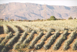 agave fields at La Cofradia