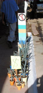 Agave hijuelos for sale in Tequila