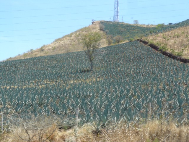 Agave on hills near Arenal