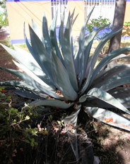 Another agave species