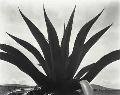 Maguey, photo by Edward Weston