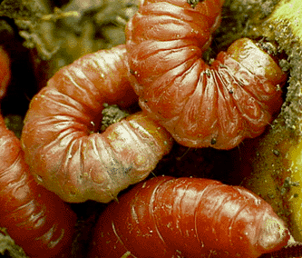 Closeup of mezcal gusano