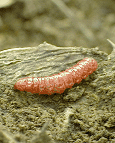 Gusano - worm - used in some mezcal
