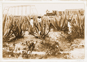 Maguey plantation (19th century)