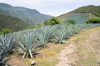 Oaxacan landscape