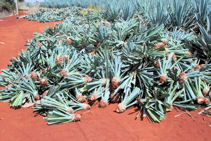 Hijuelos cut and trimmed in an agave field