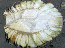 Split agave head