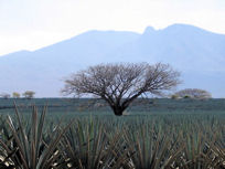 The Tequila volcano and tree - my favourite image