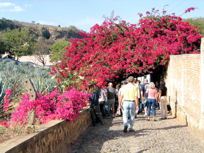 The flowering bushes and trees at Los Abuelos