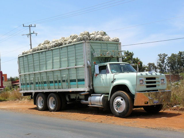 Truckload of agaves at El Agave